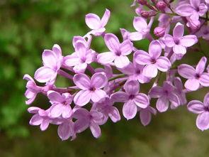 国产丁香网,探索中医药文化的瑰宝与传承  第3张